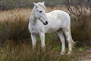Camargue horse standing in marshy wetland of the Camargue region of southern France Camargue horse standing in marshy wetland of the Camargue region of southern France