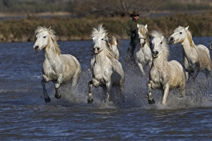 Camargue horses running through marshy wetland of the Camargue, southern France Camargue horses running through marshy wetland of the Camargue, southern France