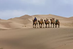 Images Dated 3rd August 2014: Camel Caravan in the Dunes. Gobi Desert. Mongolia
