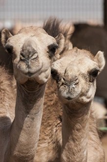 Camels at the Camel market in Al Ain near Dubai, United Arab Emirates (UAE) Camels at the Camel market in Al Ain near Dubai, United Arab Emirates (UAE)