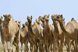 Images Dated 1st November 2006: Camels in the desert, Pushkar, Rajasthan, India