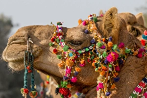 Camels (dromedary) decorated for festival. Desert festival. Jaisalmer. Rajasthan. India Camels (dromedary) decorated for festival. Desert festival. Jaisalmer. Rajasthan. India