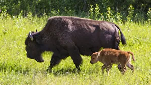 Canada, Alberta. A female Bison leads her calf along the sunny grass on the Alaska Canada, Alberta. A female Bison leads her calf along the sunny grass on the Alaska