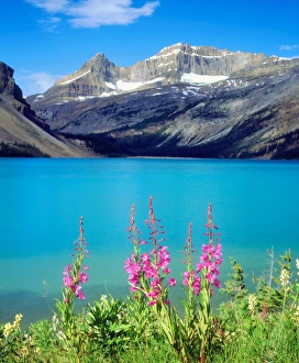 Canada, Alberta, Fireweed Wildflowers in Banff National Park, Canada Canada, Alberta, Fireweed Wildflowers in Banff National Park, Canada