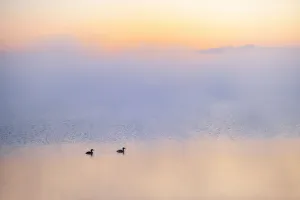 Canada, Alberta. Grebes in morning fog on Sturgeon Lake Canada, Alberta. Grebes in morning fog on Sturgeon Lake