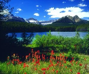 Canada; Alberta; Indian Paintbrush Wildflowers in Banff National Park Canada; Alberta; Indian Paintbrush Wildflowers in Banff National Park