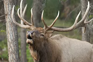 Images Dated 24th September 2009: Canada, Alberta, Jasper National Park. Bull elk bugling