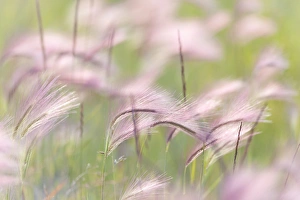 Canada, Alberta, Peter Loughheed Provincial Park. Grass seedheads blowing in the wind Canada, Alberta, Peter Loughheed Provincial Park. Grass seedheads blowing in the wind