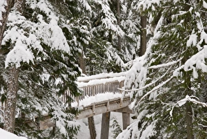 Canada, BC, Whistler/Blackcomb Resort. Lost Lake trail system for cross country Canada, BC, Whistler/Blackcomb Resort. Lost Lake trail system for cross country