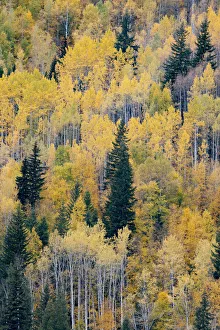 Canada, British Columbia. Autumn aspen and pines, Wells-Gray Provincial Park Canada, British Columbia. Autumn aspen and pines, Wells-Gray Provincial Park