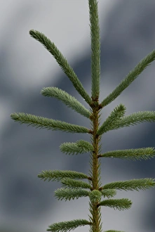Canada: British Columbia, Mica Dam Road views, young tree (Engelmann Spruce?) against Canada: British Columbia, Mica Dam Road views, young tree (Engelmann Spruce?) against