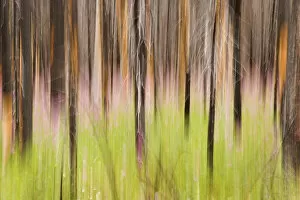 Canada, British Columbia. Motion blur of grass and trees
