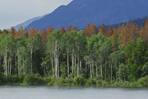 Canada: British Columbia, near Barriere, North Thompson River, aspen trees, dead Canada: British Columbia, near Barriere, North Thompson River, aspen trees, dead