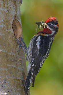 Canada, British Columbia, Red-naped Sapsucker, male, food, nest Canada, British Columbia, Red-naped Sapsucker, male, food, nest