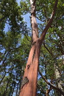 Canada, British Columbia, Russell Island. Arbutus tree (Arbutus menziesii) Canada, British Columbia, Russell Island. Arbutus tree (Arbutus menziesii)