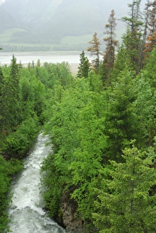 Canada: British Columbia, Valemount, Kinbasket Lake Reservoir, Cache Creek, trees Canada: British Columbia, Valemount, Kinbasket Lake Reservoir, Cache Creek, trees
