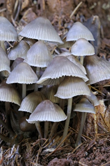 Images Dated 27th October 2008: Canada, British Columbia, Vancouver Island. Mycena galericulata mushrooms
