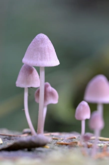 Canada, British Columbia, Vancouver Island. Pink Mycena mushrooms growing on a dead tree Canada, British Columbia, Vancouver Island. Pink Mycena mushrooms growing on a dead tree