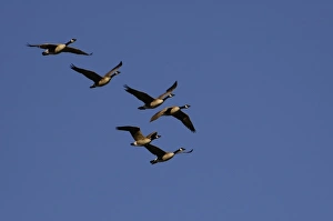 Canada Geese (Branta canadensis) Grand Teton National Park Wyoming. USA Canada Geese (Branta canadensis) Grand Teton National Park Wyoming. USA
