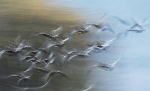 <b class=qtipBold><figcaption>Canada Geese in Flight</figcaption></b><br>Canada Geese flying<br><em>© Ken Archer / DanitaDelimont.com</em> Canada Geese in Flight