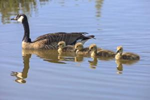 The bay canada goose hotsell