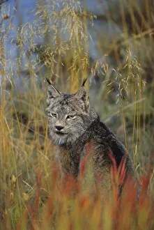 Canada, Kluane NP, near Haines Junction, Canadian Lynx (Felis lynx) Canada, Kluane NP, near Haines Junction, Canadian Lynx (Felis lynx)