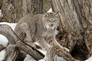 Canada Lynx or Canadian Lynx in winter, (Captive) Montana Lynx canadensis, Felidae Canada Lynx or Canadian Lynx in winter, (Captive) Montana Lynx canadensis, Felidae