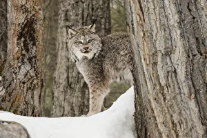 Canada Lynx or Canadian Lynx in winter, (Captive) Montana Lynx canadensis, Felidae Canada Lynx or Canadian Lynx in winter, (Captive) Montana Lynx canadensis, Felidae