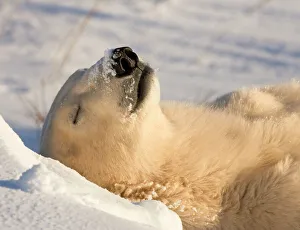 <b class=qtipBold><figcaption>Canada, Manitoba</figcaption></b><br>Canada, Manitoba, Hudson Bay, Churchill. Sleeping polar bear.<br><em>© Wendy Kaveney / Jaynes Gallery / DanitaDelimont.com</em> Canada, Manitoba