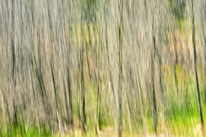 Images Dated 3rd July 2011: Canada, Manitoba. Abstract of trees in Nopiming Provincial Park