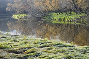 Canada. Manitoba. Autumn on shore of LaSalle River Canada. Manitoba. Autumn on shore of LaSalle River