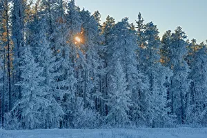 Canada, Manitoba, Belair Provincial Forest. Backlit jack pine trees covered in hoarfrost Canada, Manitoba, Belair Provincial Forest. Backlit jack pine trees covered in hoarfrost