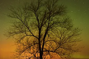 Canada, Manitoba, Birds Hill Provincial Park. Aurora borealis and cottonwood tree Canada, Manitoba, Birds Hill Provincial Park. Aurora borealis and cottonwood tree