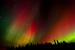 Images Dated 7th November 2004: Canada, Manitoba, Birds Hill Provincial Park. Aurora borealis and trees. Credit as