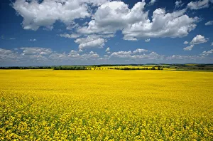 Canada, Manitoba, Bruxelles. Blooming crop of canola Canada, Manitoba, Bruxelles. Blooming crop of canola