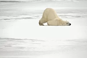 Images Dated 14th November 2006: Canada, Manitoba, Churchill. Polar bear scratching itself on frozen tundra. Credit as
