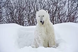 Images Dated 14th November 2008: Canada, Manitoba, Churchill. Polar bear emerging from snow shelter. Canada Credit as