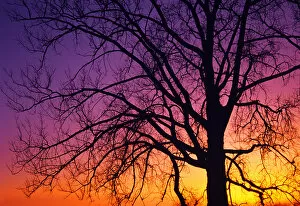 Images Dated 30th January 2014: Canada, Manitoba. Detail of cottonwood tree at sunset
