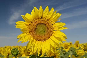 Images Dated 11th August 2012: Canada, Manitoba, Dugald. Close-up of sunflower