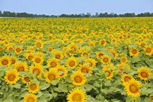 Images Dated 24th July 2012: Canada, Manitoba, Dugald. Crop of sunflowers