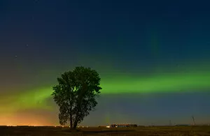 Images Dated 3rd September 2012: Canada, Manitoba, Dugald. Northern Lights and cottonwood tree on prairie. Credit as