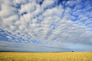 Canada, Manitoba, Holland. Wheat crop and clouds Canada, Manitoba, Holland. Wheat crop and clouds
