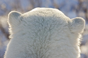 Canada, Manitoba, Hudson Bay, Churchill. Back of polar bears head Canada, Manitoba, Hudson Bay, Churchill. Back of polar bears head