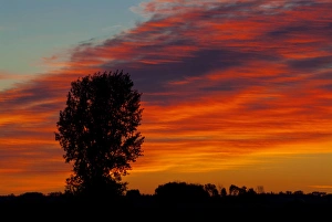 Canada, Manitoba, Portage La Prairie. Tree and clouds at sunrise Canada, Manitoba, Portage La Prairie. Tree and clouds at sunrise