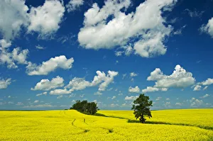 Canada, Manitoba, Rathwell. Trees and canola crop Canada, Manitoba, Rathwell. Trees and canola crop