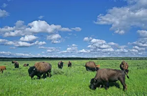 Canada, Manitoba, Riding Mountain National Park. Herd of American plains bison grazing Canada, Manitoba, Riding Mountain National Park. Herd of American plains bison grazing