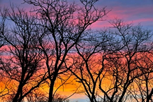 Canada, Manitoba. Trees at sunrise. Credit as: Mike Grandmaison / Jaynes Gallery / DanitaDelimont Canada, Manitoba. Trees at sunrise. Credit as: Mike Grandmaison / Jaynes Gallery / DanitaDelimont