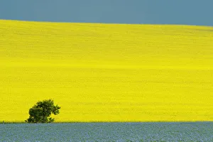 Canada, Manitoba, Treherne. Canola and flax crops Canada, Manitoba, Treherne. Canola and flax crops
