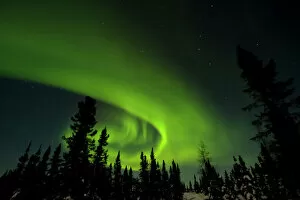 Phenomenon Gallery: Canada, Manitoba. View of aurora borealis and silhouette of trees