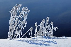 Canada, Manitoba, Whiteshell Provincial Park. Hoarfrost-covered grasses along Jessica Lake Canada, Manitoba, Whiteshell Provincial Park. Hoarfrost-covered grasses along Jessica Lake